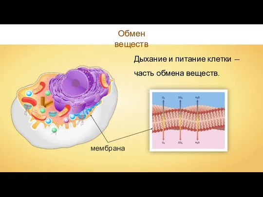 Дыхание и питание клетки — часть обмена веществ. Обмен веществ мембрана