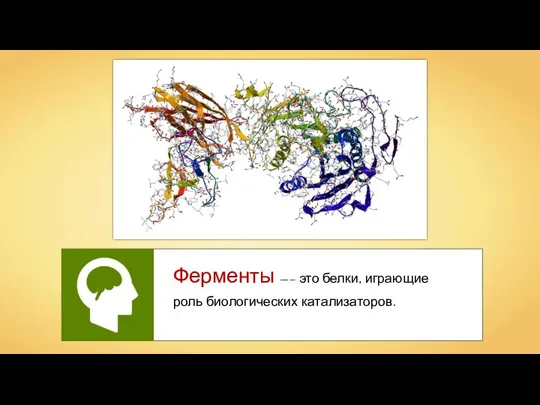 Ферменты —– это белки, играющие роль биологических катализаторов.