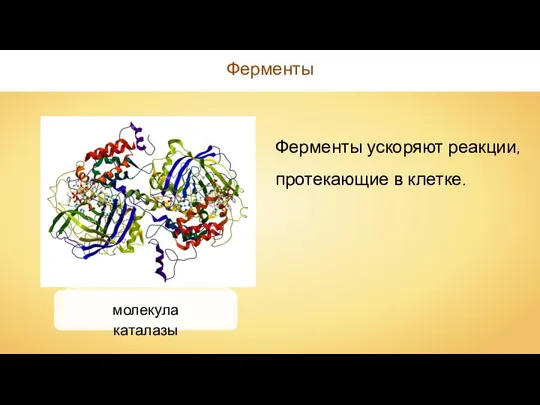 Ферменты Ферменты ускоряют реакции, протекающие в клетке. молекула каталазы