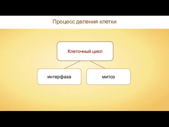 Процесс деления клетки интерфаза Клеточный цикл митоз