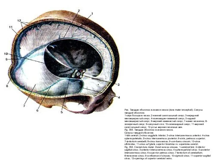 Рис. Твердая оболочка головного мозга (dura mater encephali). Синусы твердой оболочки. 1-серп