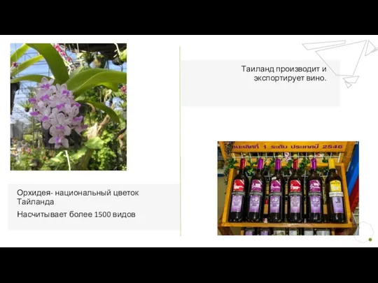 Таиланд производит и экспортирует вино. Орхидея- национальный цветок Тайланда Насчитывает более 1500 видов