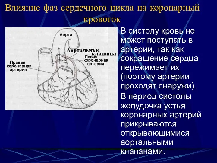 Влияние фаз сердечного цикла на коронарный кровоток В систолу кровь не может