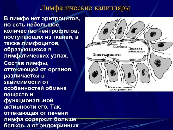 Лимфатические капилляры В лимфе нет эритроцитов, но есть небольшое количество нейтрофилов, поступающих