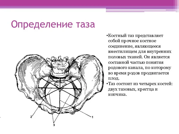 Определение таза Костный таз представляет собой прочное костное соединение, являющееся вместилищем для