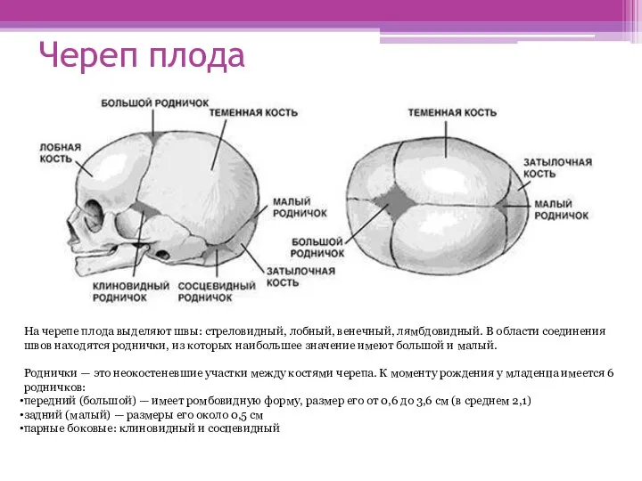 Череп плода На черепе плода выделяют швы: стреловидный, лобный, венечный, лямбдовидный. В