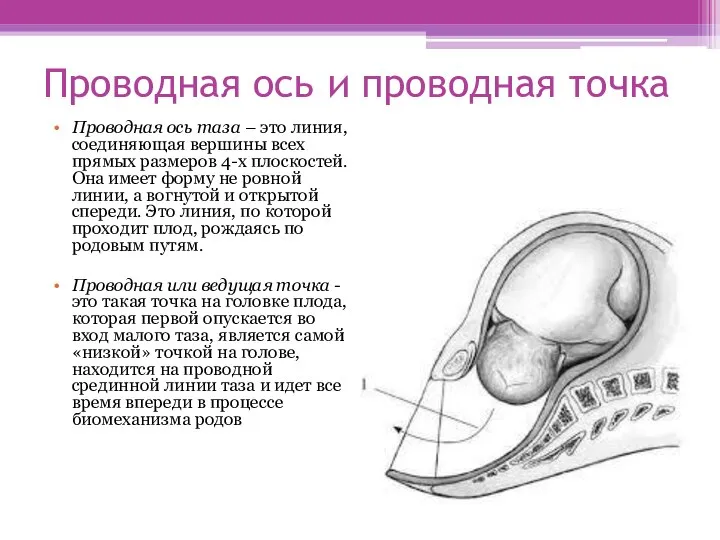 Проводная ось и проводная точка Проводная ось таза – это линия, соединяющая