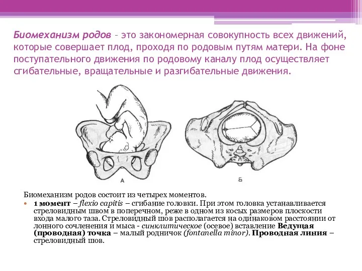 Биомеханизм родов – это закономерная совокупность всех движений, которые совершает плод, проходя