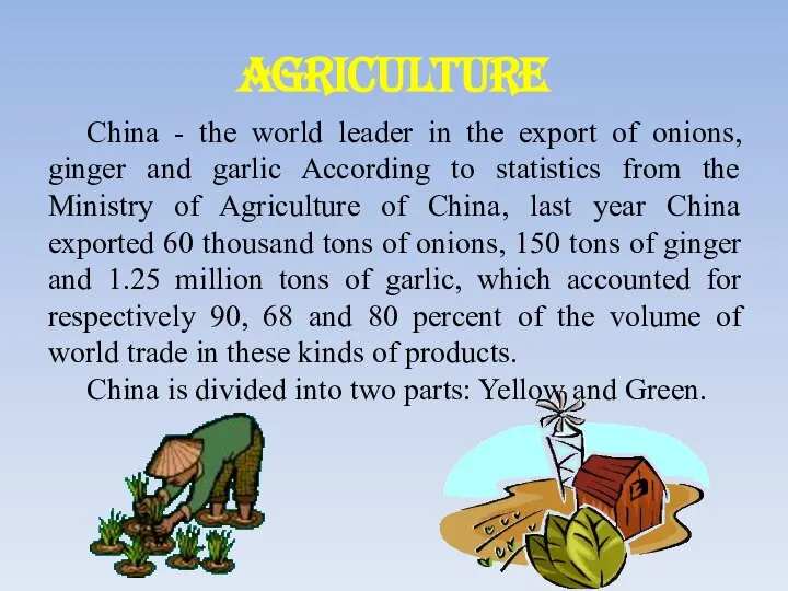 Agriculture China - the world leader in the export of onions, ginger
