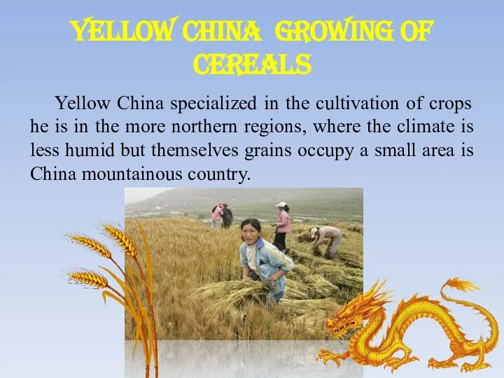 Yellow China Growing of cereals Yellow China specialized in the cultivation of