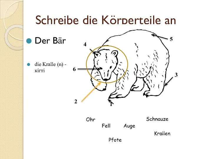 Schreibe die Körperteile an Der Bär die Kralle (n) - кігті 1