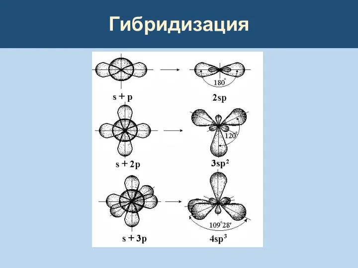 Гибридизация