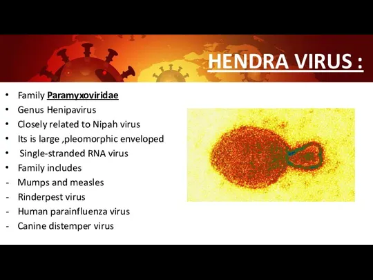 HENDRA VIRUS : Family Paramyxoviridae Genus Henipavirus Closely related to Nipah virus