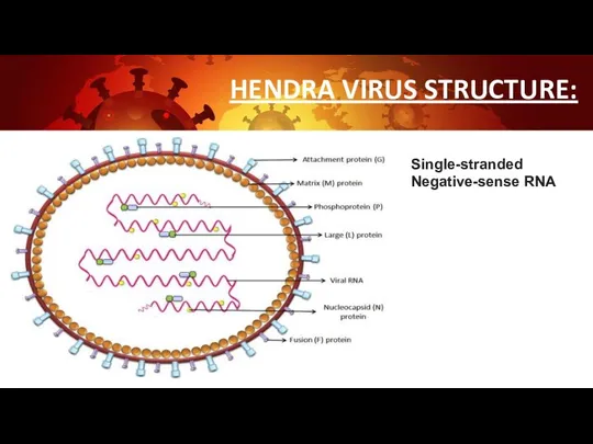 HENDRA VIRUS STRUCTURE: Single-stranded Negative-sense RNA