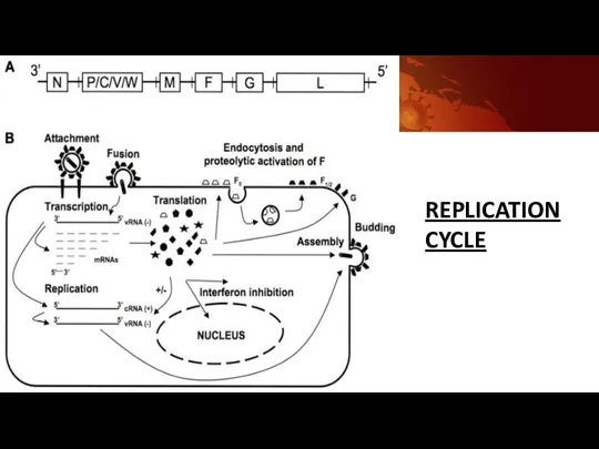 REPLICATION CYCLE