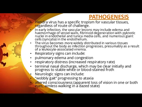 PATHOGENESIS Hendra virus has a specific tropism for vascular tissues, regardless of