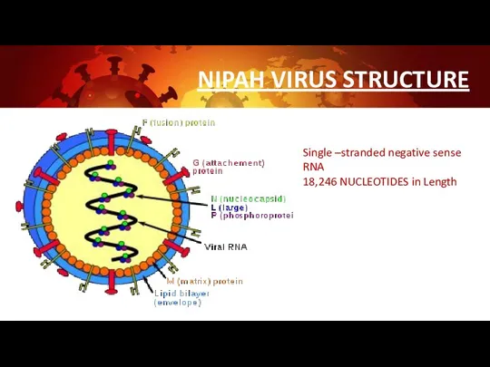 NIPAH VIRUS STRUCTURE Single –stranded negative sense RNA 18,246 NUCLEOTIDES in Length