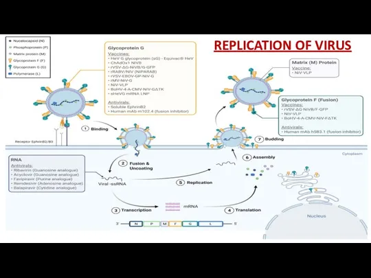 REPLICATION OF VIRUS