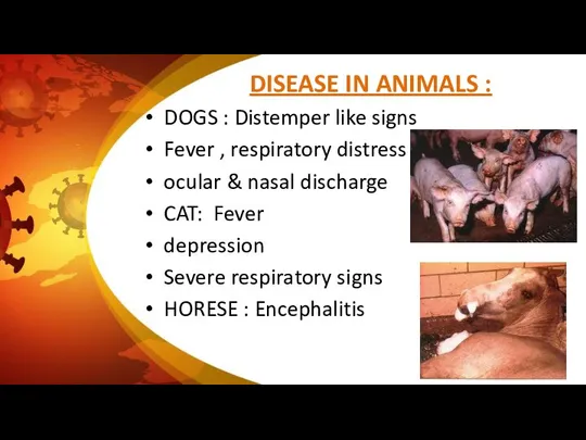 DISEASE IN ANIMALS : DOGS : Distemper like signs Fever , respiratory