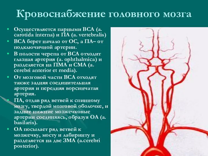 Кровоснабжение головного мозга Осуществляется парными ВСА (а. carotida interna) и ПА (а.