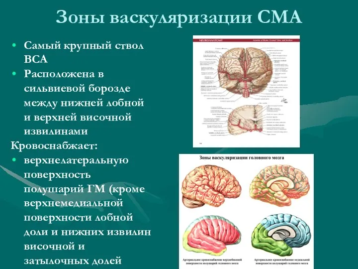 Зоны васкуляризации СМА Самый крупный ствол ВСА Расположена в сильвиевой борозде между