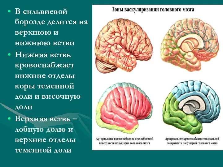 В сильвиевой борозде делится на верхнюю и нижнюю ветви Нижняя ветвь кровоснабжает