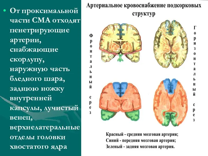 От проксимальной части СМА отходят пенетрирующие артерии, снабжающие скорлупу, наружную часть бледного