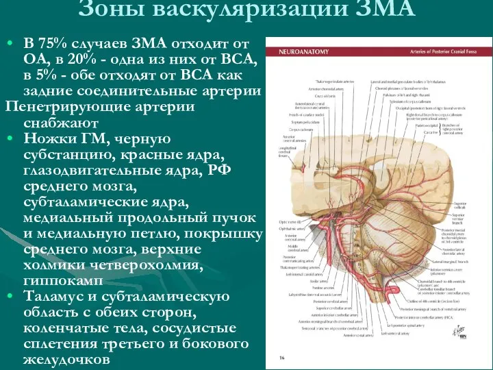 В 75% случаев ЗМА отходит от ОА, в 20% - одна из