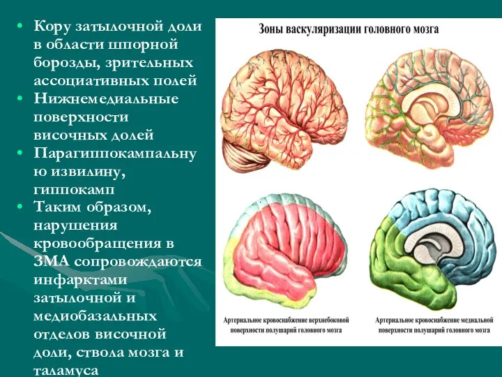 Кору затылочной доли в области шпорной борозды, зрительных ассоциативных полей Нижнемедиальные поверхности