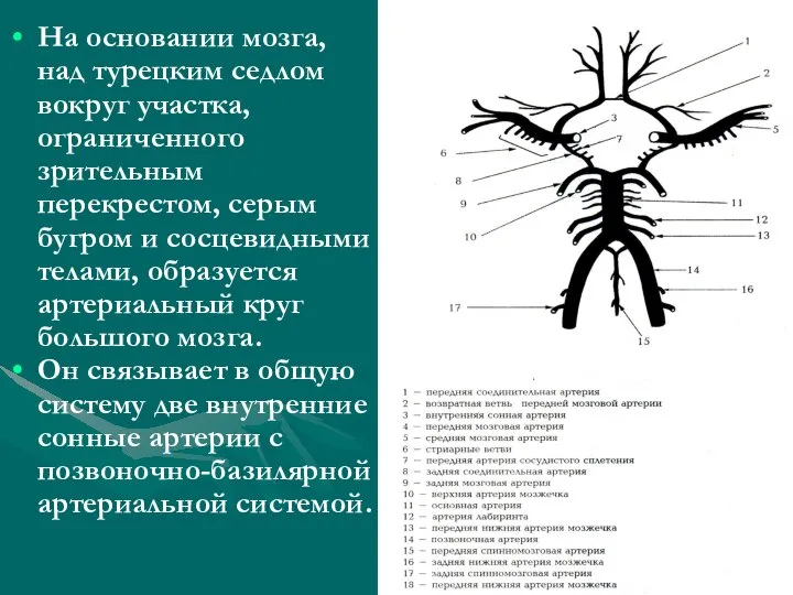 На основании мозга, над турецким седлом вокруг участка, ограниченного зрительным перекрестом, серым