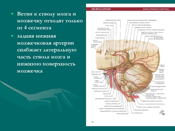 Ветви к стволу мозга и мозжечку отходят только от 4 сегмента задняя