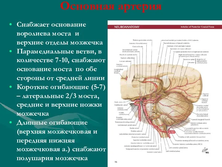 Основная артерия Снабжает основание воролиева моста и верхние отделы мозжечка Парамедиальные ветви,