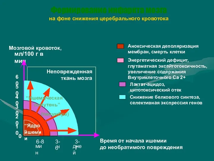 Формирование инфаркта мозга на фоне снижения церебрального кровотока