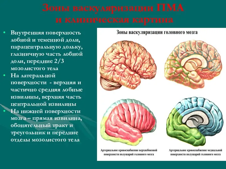 Зоны васкуляризации ПМА и клиническая картина Внутренняя поверхность лобной и теменной доли,