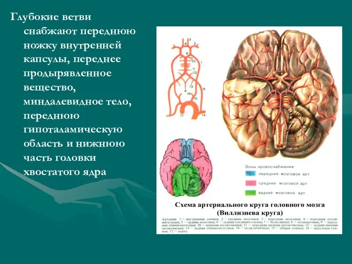 Глубокие ветви снабжают переднюю ножку внутренней капсулы, переднее продырявленное вещество, миндалевидное тело,