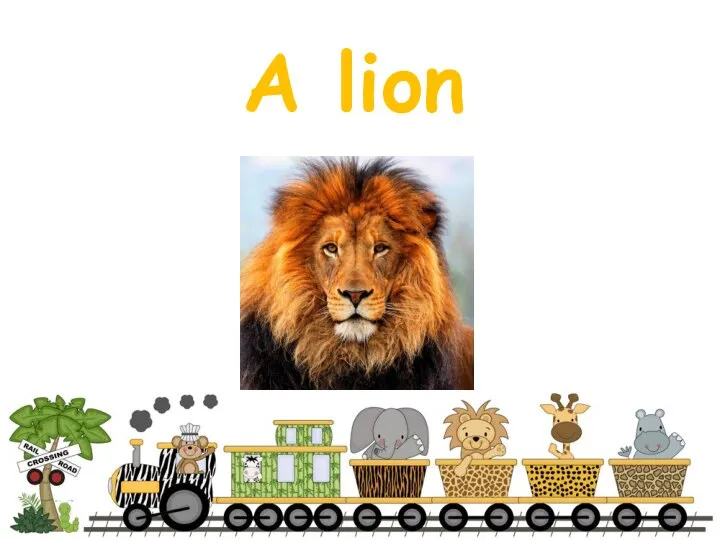 A lion