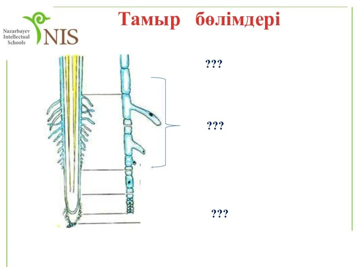 ??? ??? ??? Тамыр бөлімдері