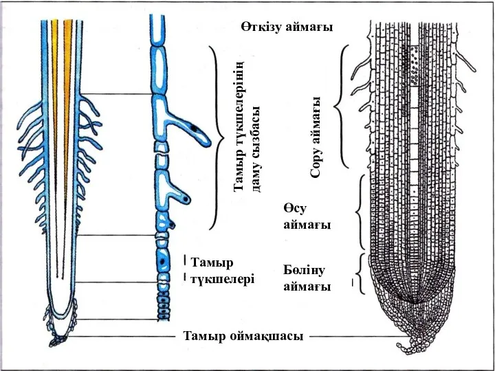 Тамыр оймақшасы Тамыр түкшелері Бөліну аймағы Өсу аймағы Сору аймағы Тамыр түкшелерінің даму сызбасы Өткізу аймағы