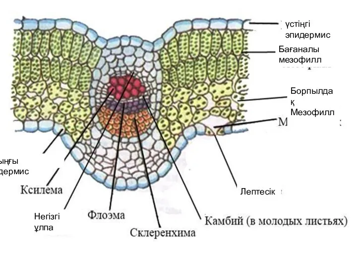 астыңғы эпидермис үстіңгі эпидермис Бағаналы мезофилл Борпылдақ Мезофилл Лептесік Негізгі ұлпа