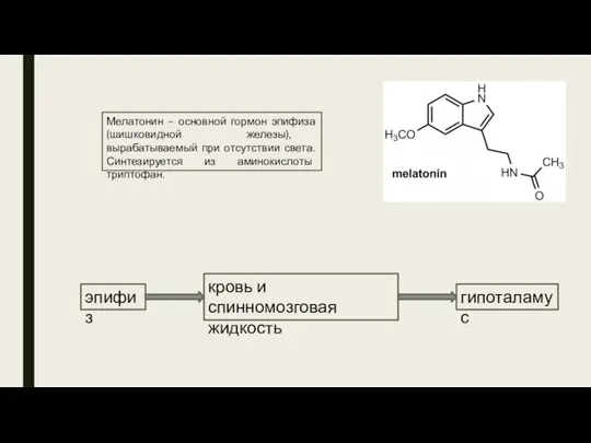 Мелатонин – основной гормон эпифиза (шишковидной железы), вырабатываемый при отсутствии света. Синтезируется