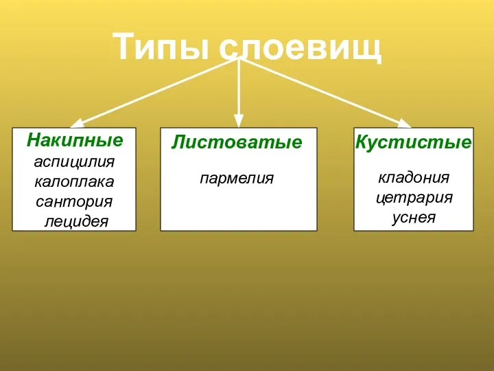 Типы слоевищ Накипные аспицилия калоплака сантория лецидея Листоватые пармелия Кустистые кладония цетрария уснея