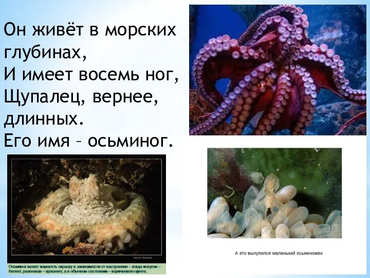 Он живёт в морских глубинах, И имеет восемь ног, Щупалец, вернее, длинных. Его имя – осьминог.