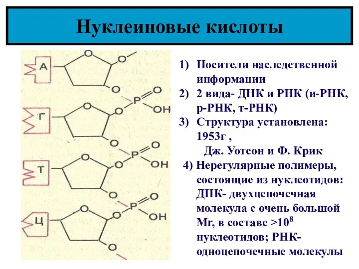 Нуклеиновые кислоты Носители наследственной информации 2 вида- ДНК и РНК (и-РНК, р-РНК,