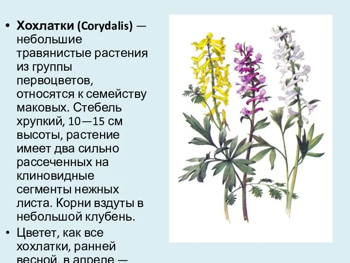 Хохлатки (Corydalis) — небольшие травянистые растения из группы первоцветов, относятся к семейству