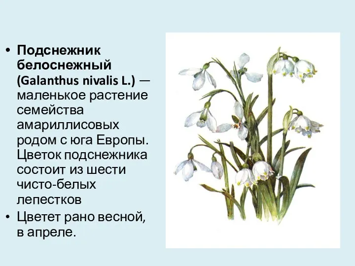 Подснежник белоснежный (Galanthus nivalis L.) — маленькое растение семейства амариллисовых родом с
