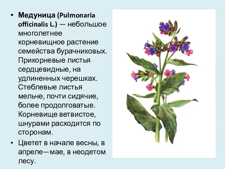 Медуница (Pulmonaria officinalis L.) — небольшое многолетнее корневищное растение семейства бурачниковых. Прикорневые