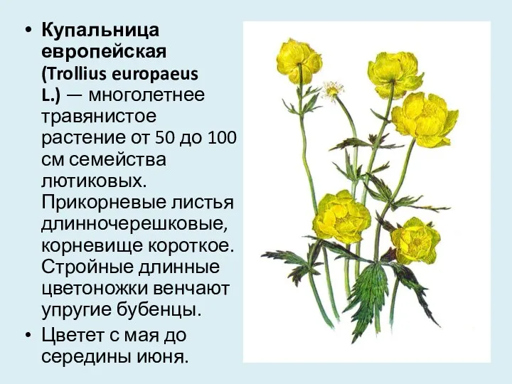 Купальница европейская (Trollius europaeus L.) — многолетнее травянистое растение от 50 до