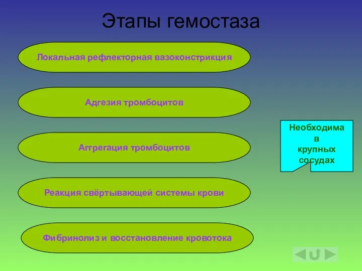 Этапы гемостаза Локальная рефлекторная вазоконстрикция Адгезия тромбоцитов Аггрегация тромбоцитов Реакция свёртывающей системы