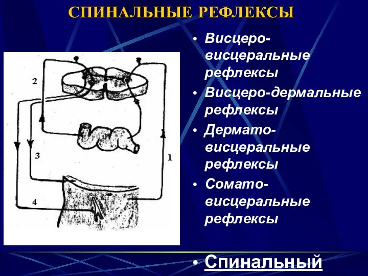 СПИНАЛЬНЫЕ РЕФЛЕКСЫ Висцеро-висцеральные рефлексы Висцеро-дермальные рефлексы Дермато-висцеральные рефлексы Сомато-висцеральные рефлексы Спинальный шок!