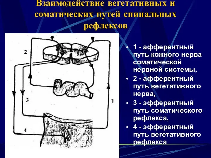 Взаимодействие вегетативных и соматических путей спинальных рефлексов 1 - афферентный путь кожного